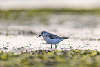 Sanderling