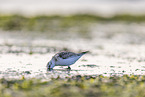 Sanderling