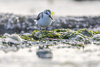 Sanderling