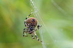 Vierfleckkreuzspinne