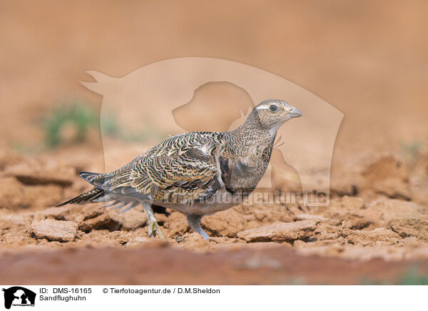 Sandflughuhn / black-bellied sandgrouse / DMS-16165