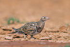 Sandflughuhn