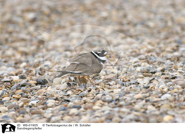 Sandregenpfeifer / Common Ringed Plover / WS-01905