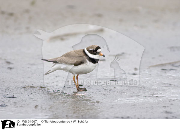 Sandregenpfeifer / Common Ringed Plover / WS-01907