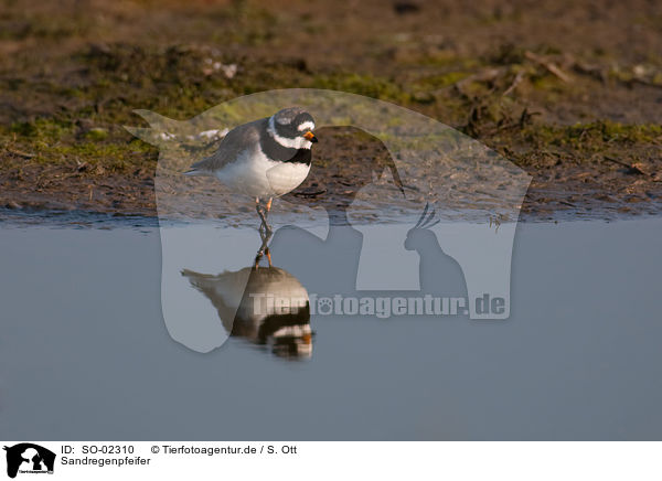 Sandregenpfeifer / common ringed plover / SO-02310