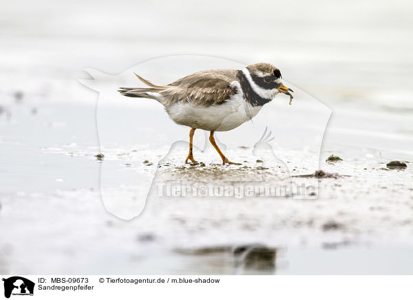 Sandregenpfeifer / common ringed plover / MBS-09673