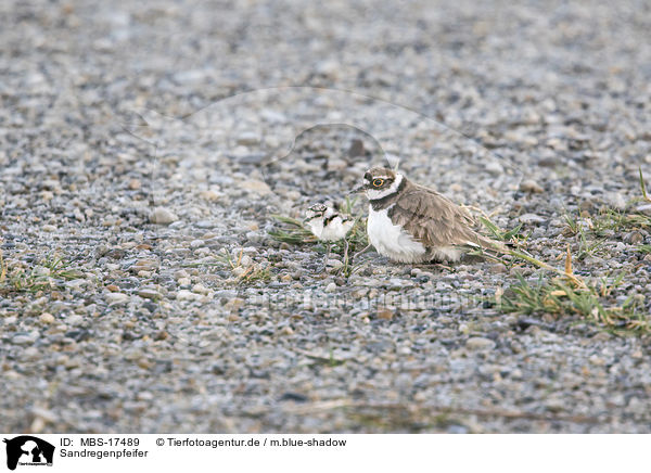 Sandregenpfeifer / ringed plovers / MBS-17489