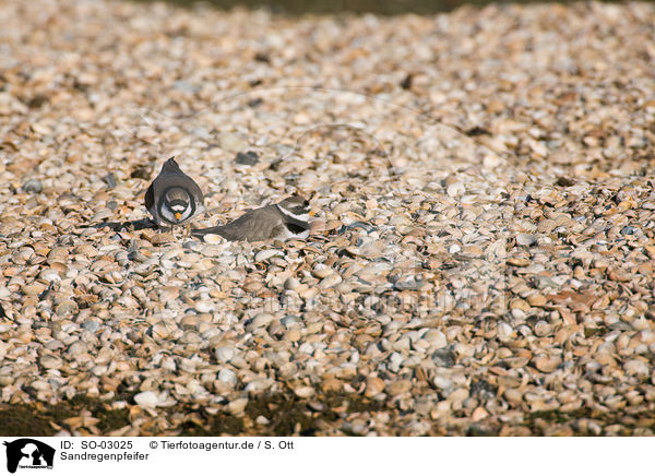 Sandregenpfeifer / common ringed plover / SO-03025