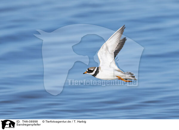 Sandregenpfeifer / great ringed plover / THA-08998