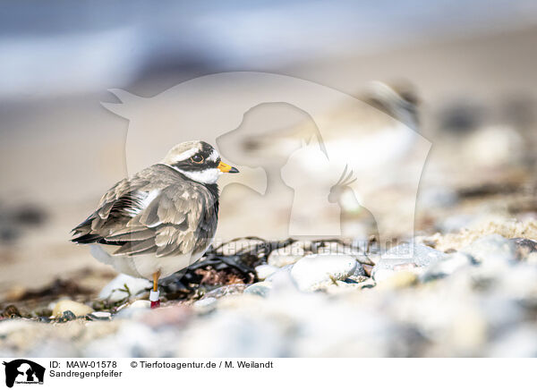 Sandregenpfeifer / common ringed plover / MAW-01578