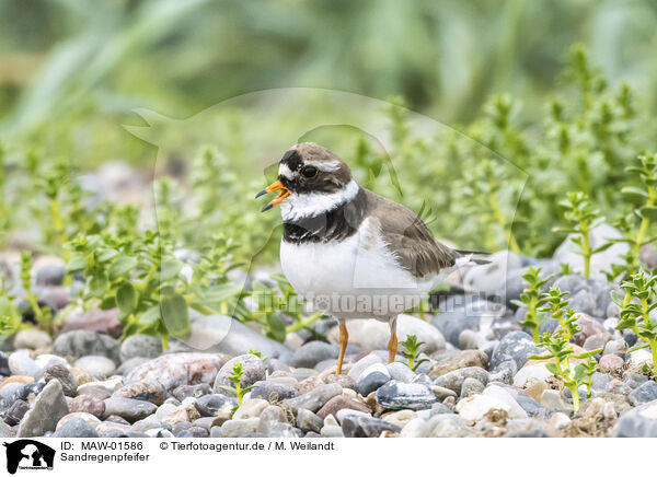 Sandregenpfeifer / common ringed plover / MAW-01586