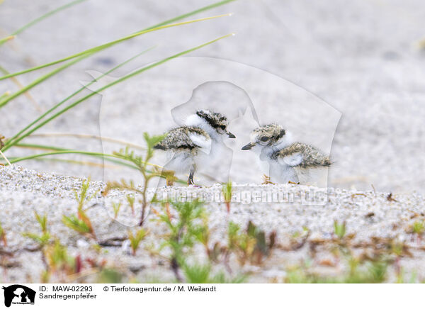 Sandregenpfeifer / common ringed plover / MAW-02293
