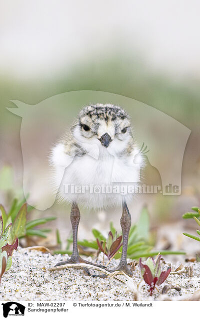 Sandregenpfeifer / common ringed plover / MAW-02297
