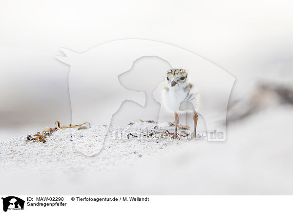 Sandregenpfeifer / common ringed plover / MAW-02298