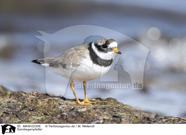 Sandregenpfeifer / common ringed plover / MAW-02306
