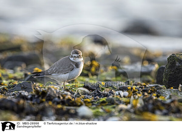 Sandregenpfeifer / ringed plover / MBS-28998