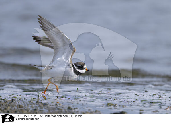 Sandregenpfeifer / ringed plover / THA-11486