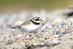 Sandregenpfeifer