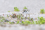Sandregenpfeifer
