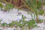 Sandregenpfeifer