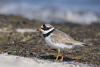 Sandregenpfeifer
