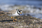 Sandregenpfeifer