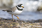 Sandregenpfeifer