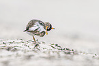 Sandregenpfeifer