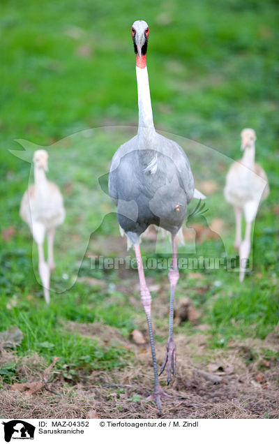 Saruskraniche / sarus cranes / MAZ-04352