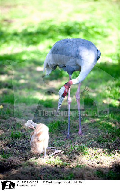 Saruskraniche / sarus cranes / MAZ-04354