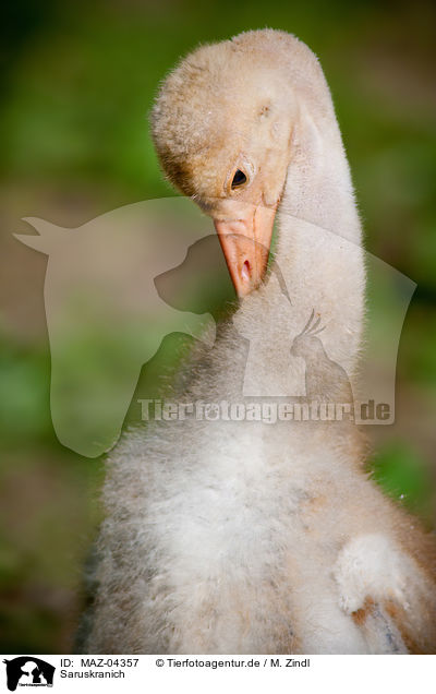 Saruskranich / sarus crane / MAZ-04357