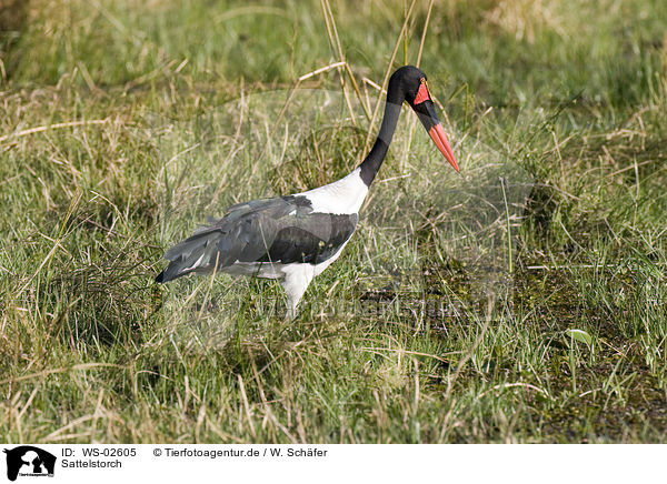 Sattelstorch / saddle-bill stork / WS-02605