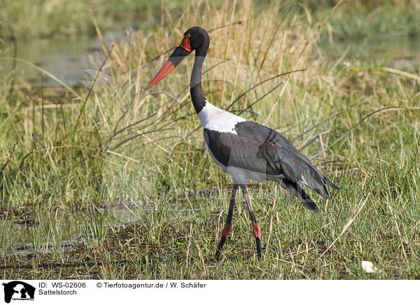 Sattelstorch / saddle-bill stork / WS-02606