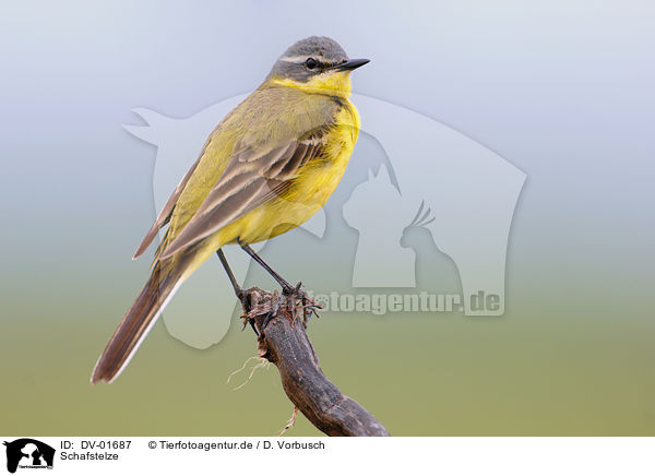 Schafstelze / yellow wagtail / DV-01687