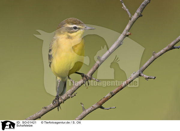 Schafstelze / yellow wagtail / SO-01421