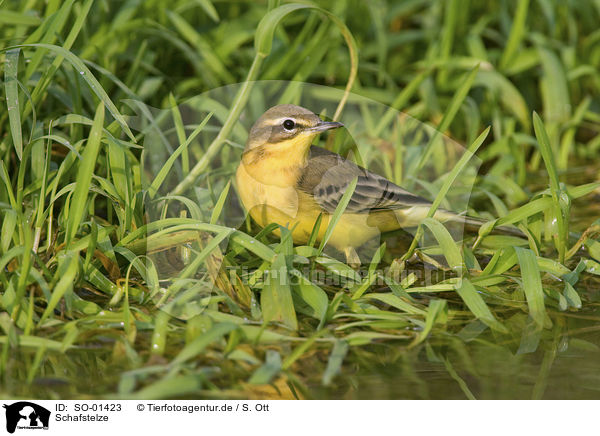 Schafstelze / yellow wagtail / SO-01423