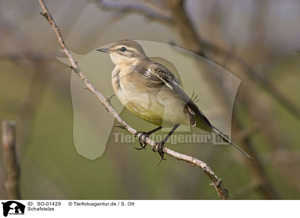 Schafstelze / SO-01429