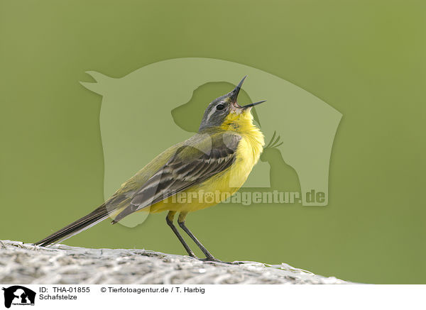 Schafstelze / yellow wagtail / THA-01855