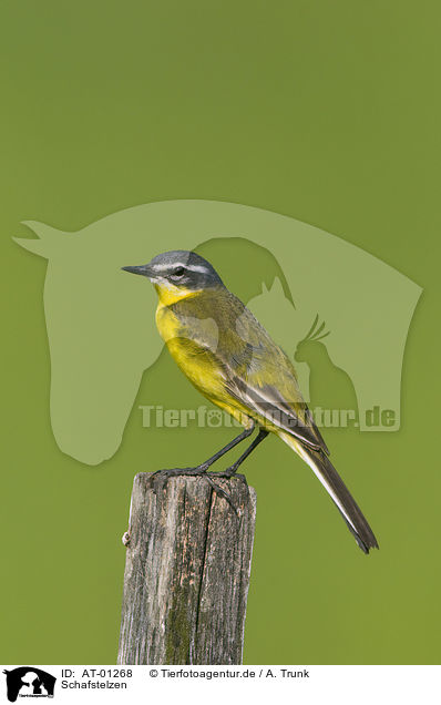 Schafstelzen / yellow wagtail / AT-01268