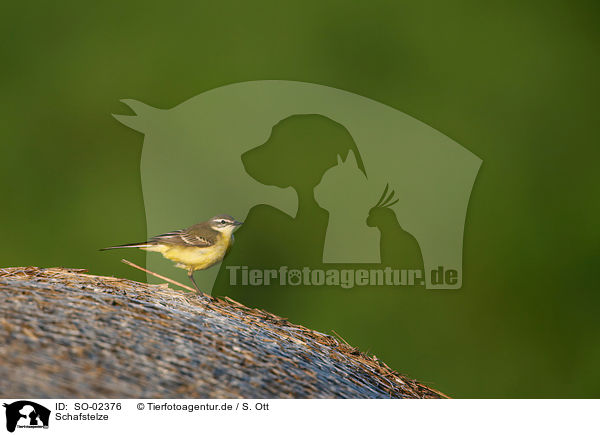 Schafstelze / yellow wagtail / SO-02376