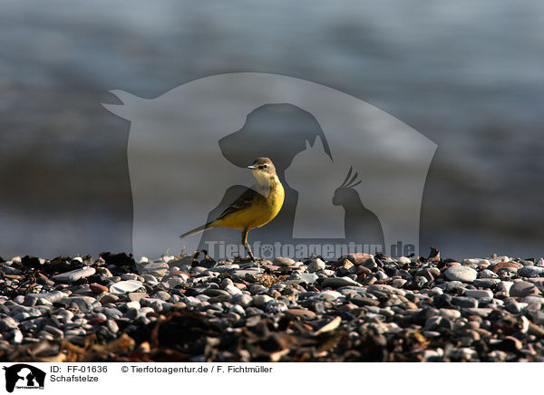 Schafstelze / yellow wagtail / FF-01636