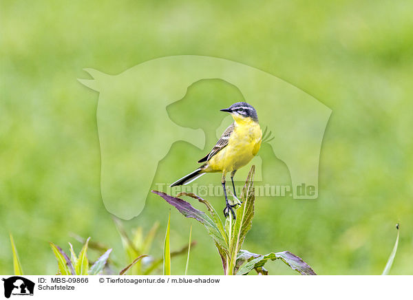 Schafstelze / yellow wagtail / MBS-09866