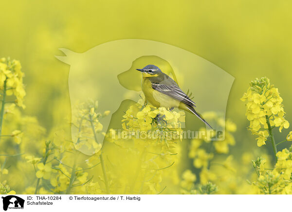 Schafstelze / yellow wagtail / THA-10284