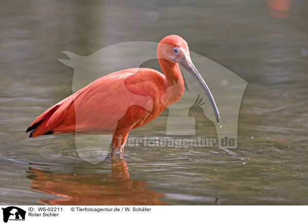 Roter Sichler / scarlet ibis / WS-02211