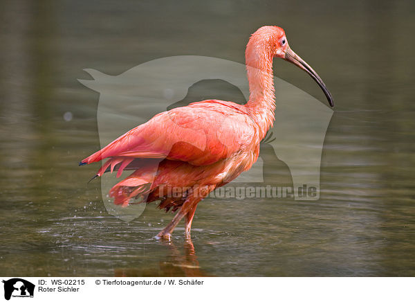 Roter Sichler / scarlet ibis / WS-02215