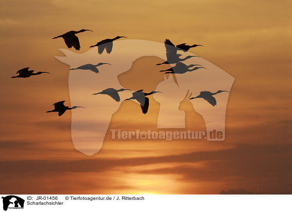 Scharlachsichler / scarlet ibis / JR-01456