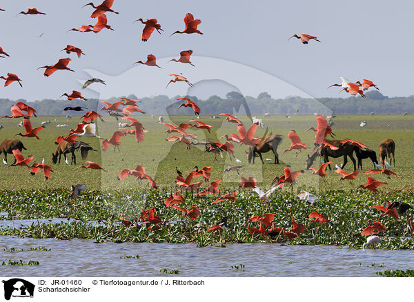 Scharlachsichler / scarlet ibis / JR-01460