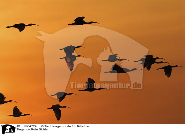 fliegende Rote Sichler / flying Scarlet Ibis / JR-04729