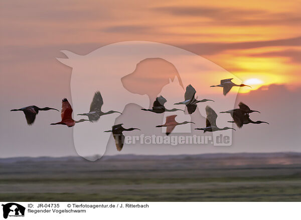 fliegender Vogelschwarm / flying flock of birds / JR-04735