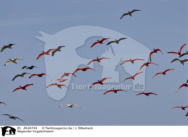 fliegender Vogelschwarm / flying flock of birds / JR-04744